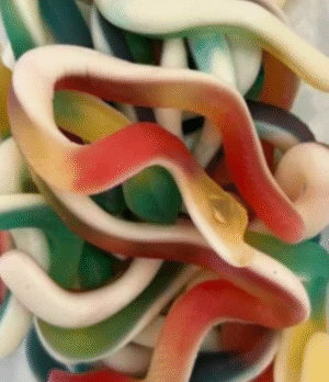 Culebra panza blanca